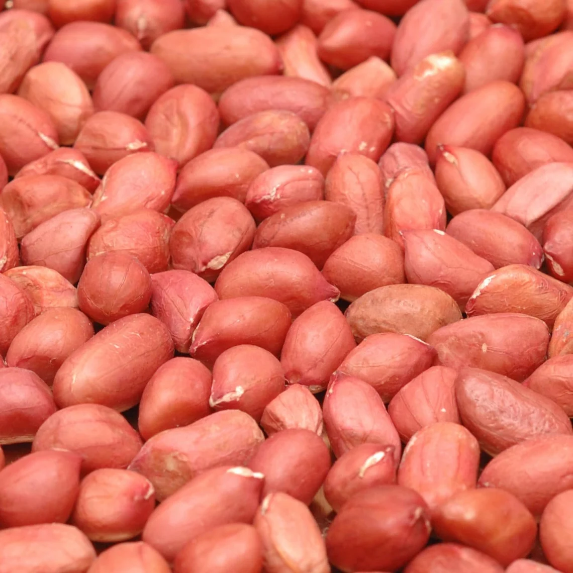 Peanut roasting machine manufacturer serving Tamil Nadu Maharashtra Delhi and Kerala